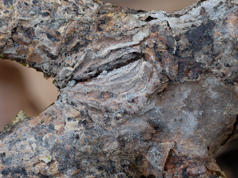 Ceratobasidium cornigerum Ceratobasidium cornigerum